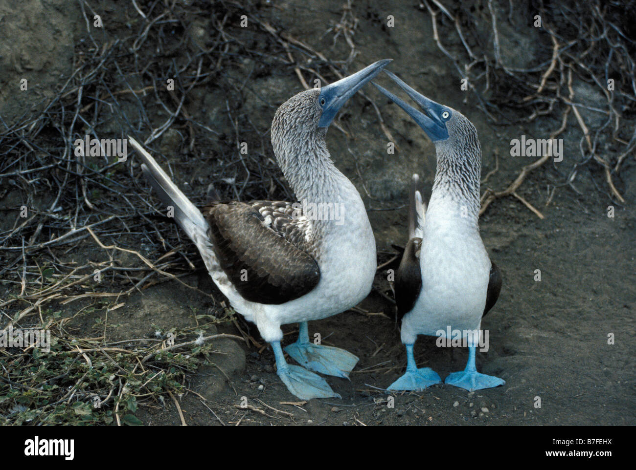 Fou un pieds bleu Blue footed Boody nel comportamento di corteggiamento Galapagos adulti adulti da soli Archipiélago de Colón comportamento attraente Foto Stock