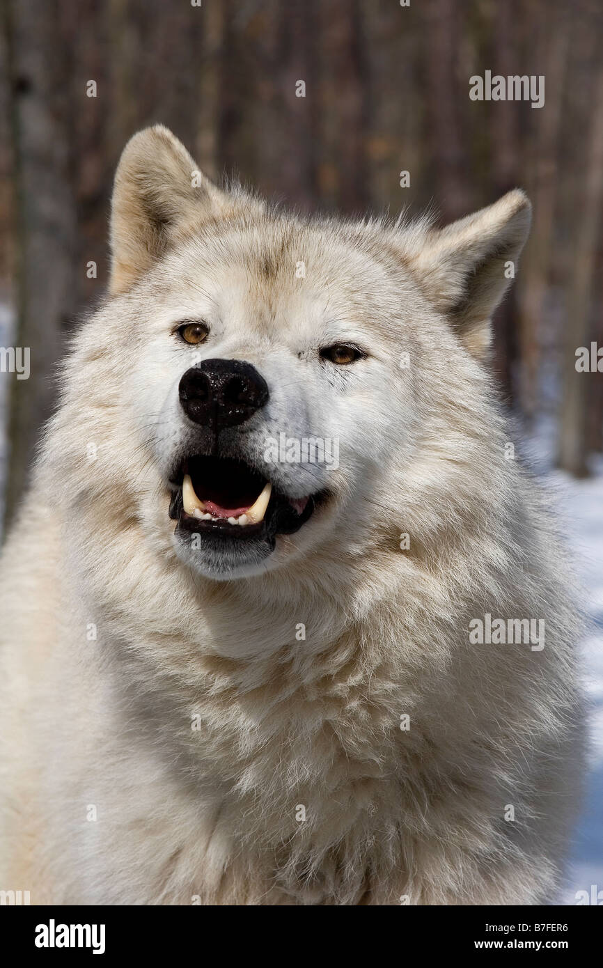 Arctic Wolf Canis lupus arctos ritratto frontale nella neve Foto Stock