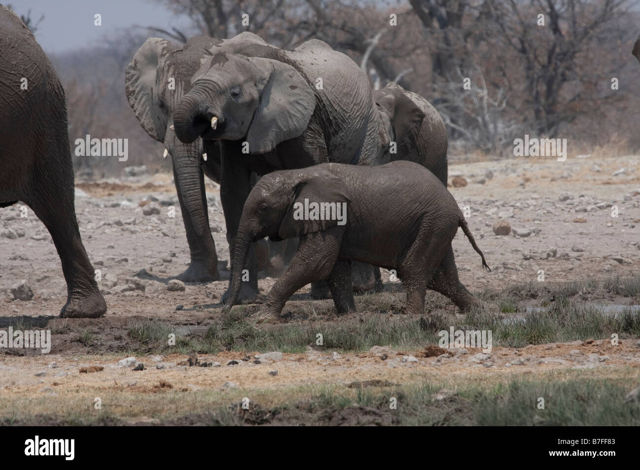 Elefanti a waterhole Foto Stock