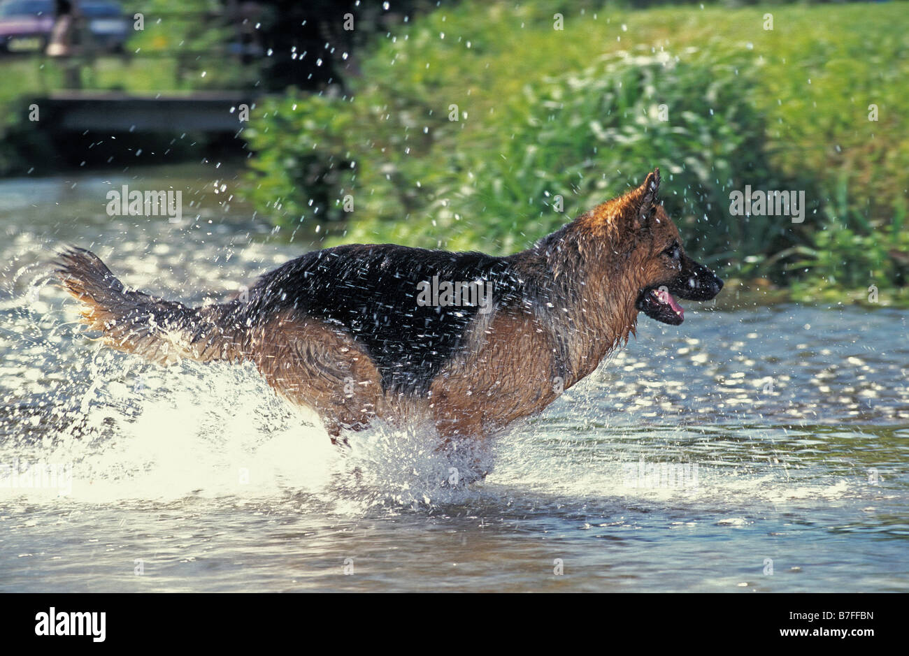 Berger allemand Deutscher Schaeferhund pastore tedesco Canis lupus familiaris in esecuzione attraverso acqua alsaziano animali Berger alle Foto Stock