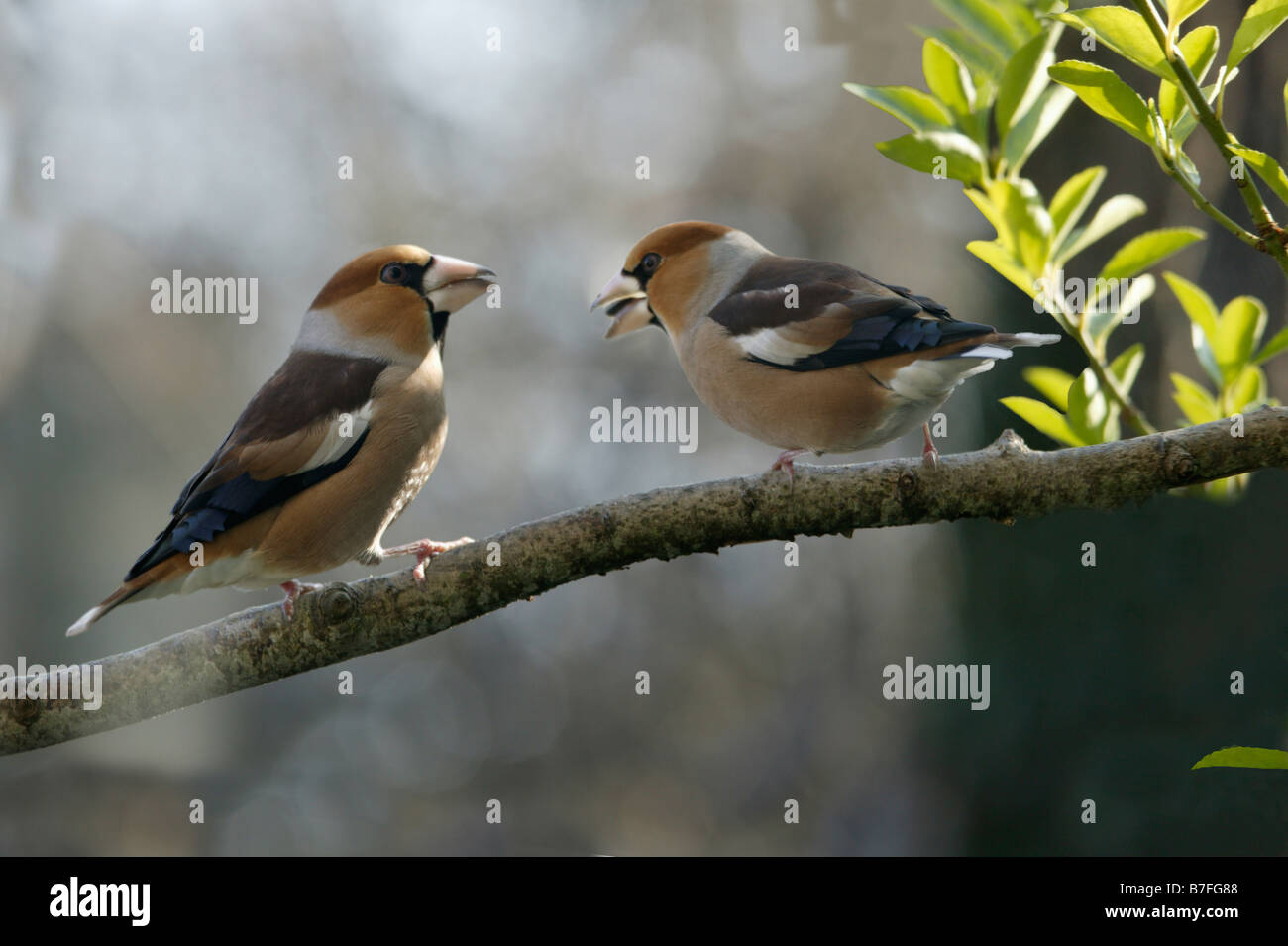 Gros bec Kernbeisser Hawfinch Coccothraustes coccothraustes appollaiato su un ramoscello d'inverno animali uccelli Aves Europa fringuelli Foto Stock