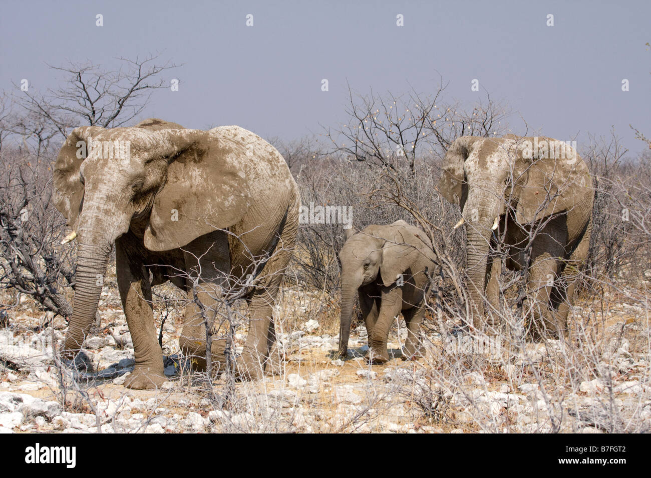 Gli elefanti a piedi nella thornbush Foto Stock