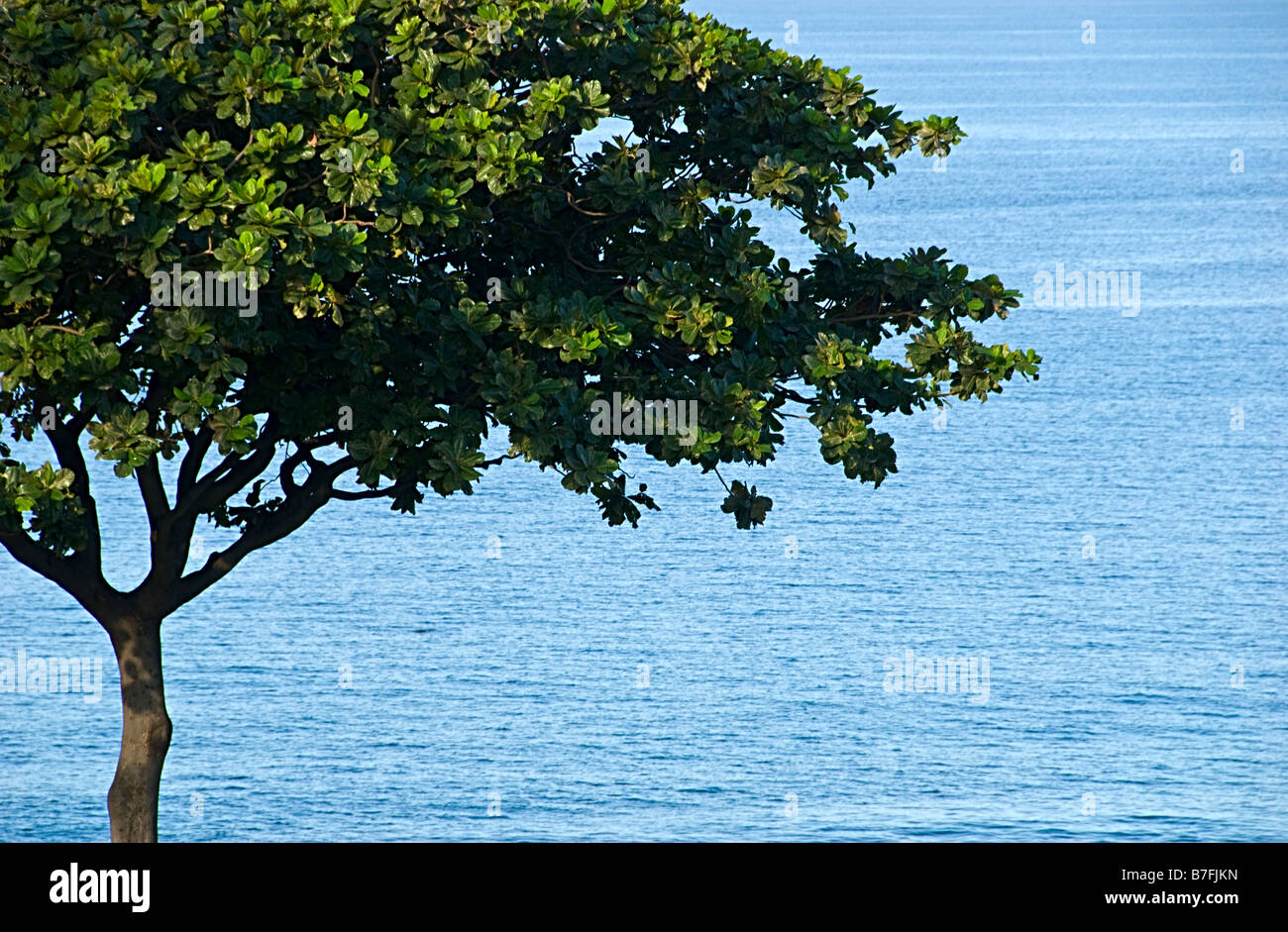 Verde Tropical tree e acque blu dell'oceano pacifico maui hawaii Foto Stock
