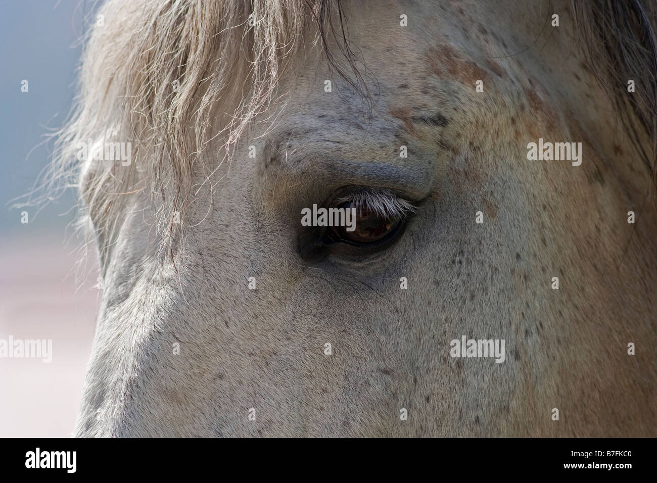 Cavallo andaluso Foto Stock