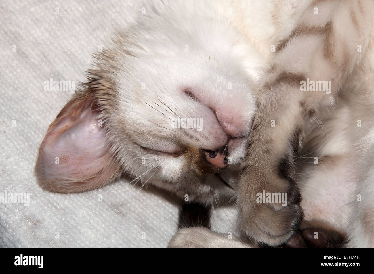 Un Bengala gattino dormire su un letto Foto Stock