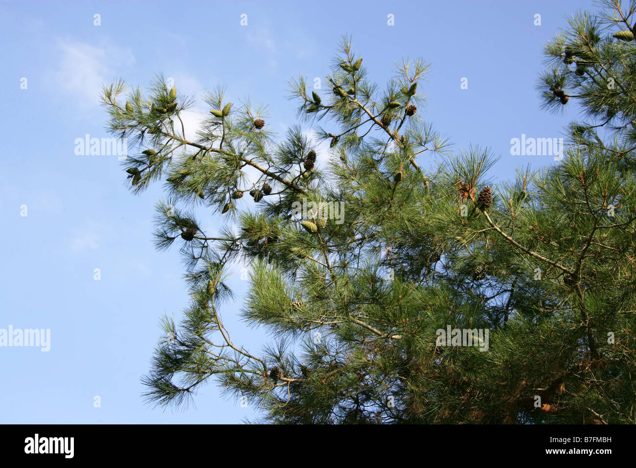 Pino calabrese, Pinus brutia, Pinaceae, Mediterraneo e Asia Orientale Foto Stock