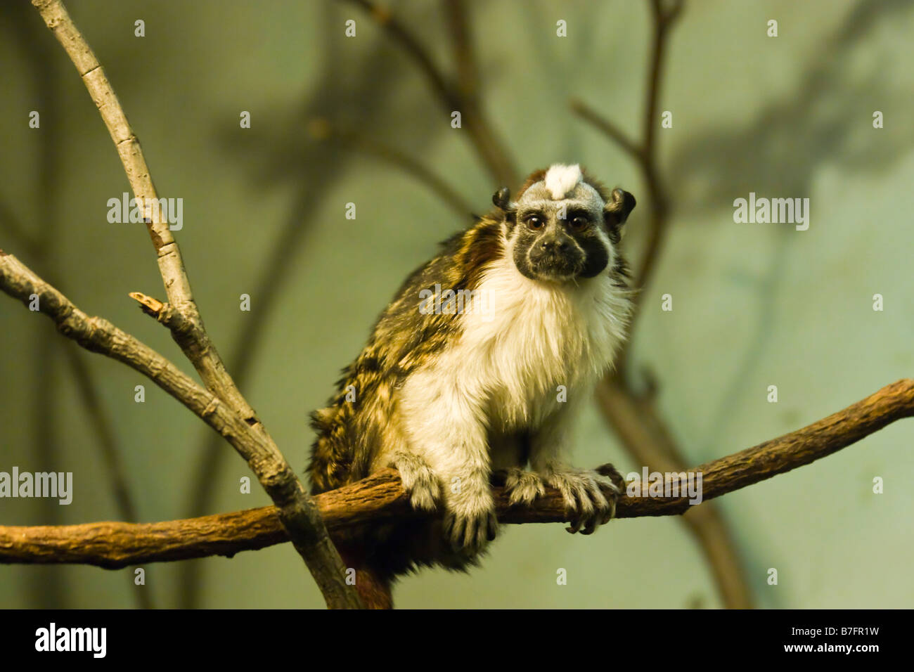 Un Geoffroy's Tamarin è visto presso il Bronx Zoo di New York Foto Stock