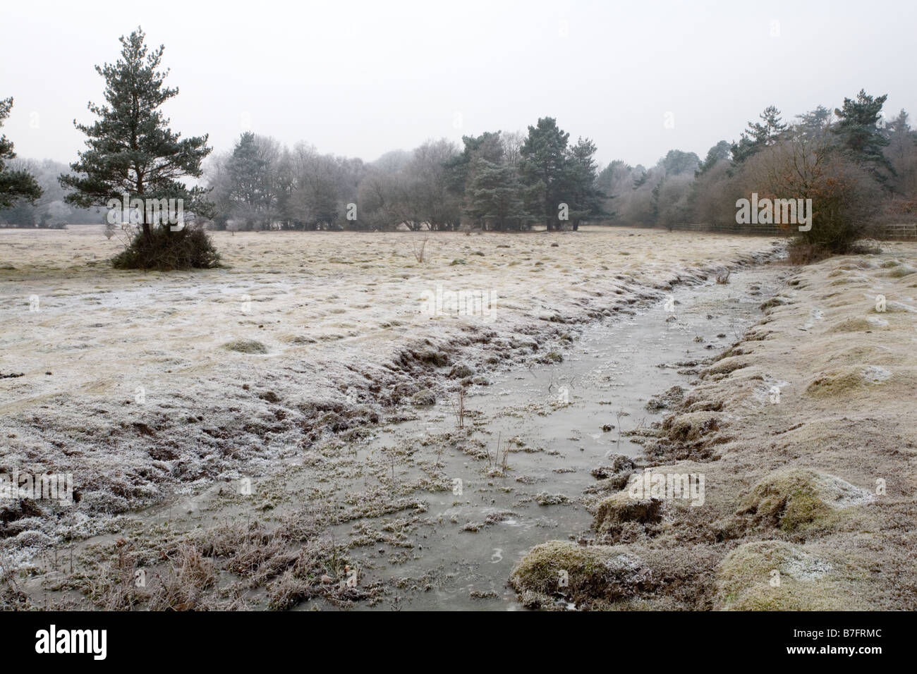 Flusso di surgelati e trasformata per forte gradiente brina nella nuova foresta Foto Stock