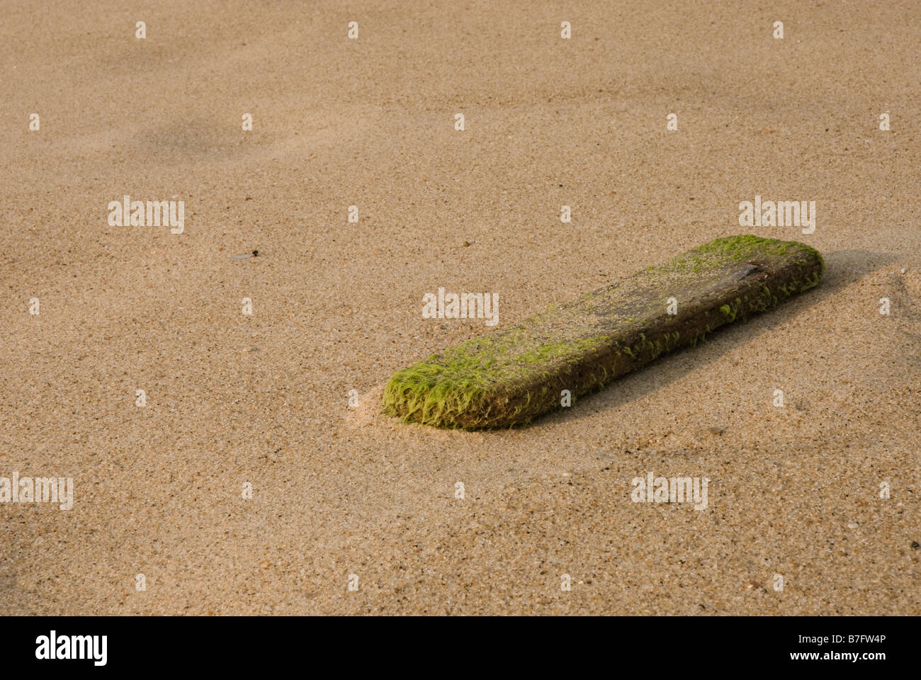 Pezzo di driftwood con un po' di alghe che crescono su esso lavato fino a una spiaggia sany. Foto Stock