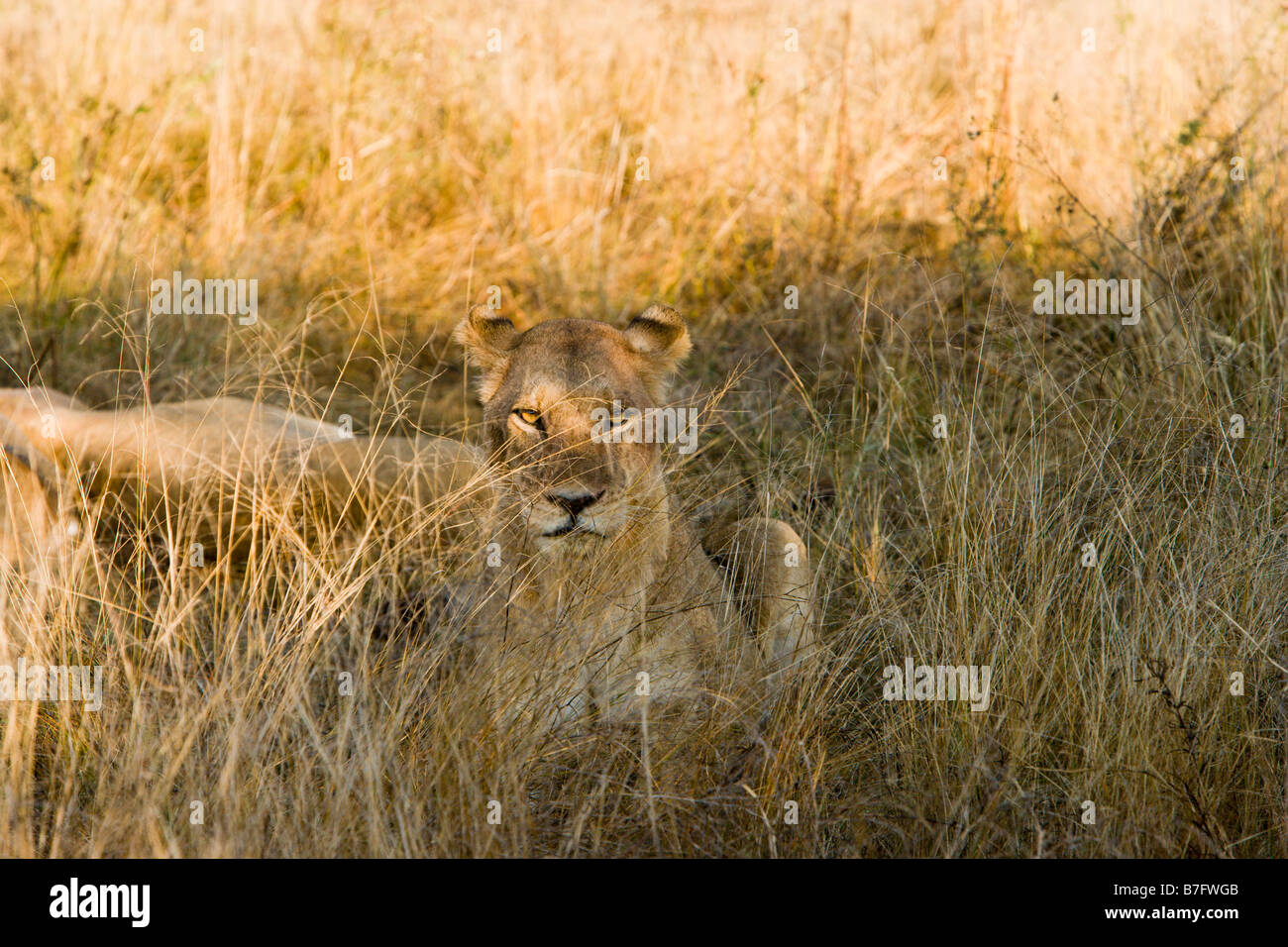 Espressione seria in occhi dorati di leone femmina cercando guardando da camuffamento di erba alta nascondiglio di Okavango Delta del Botswana Africa Foto Stock