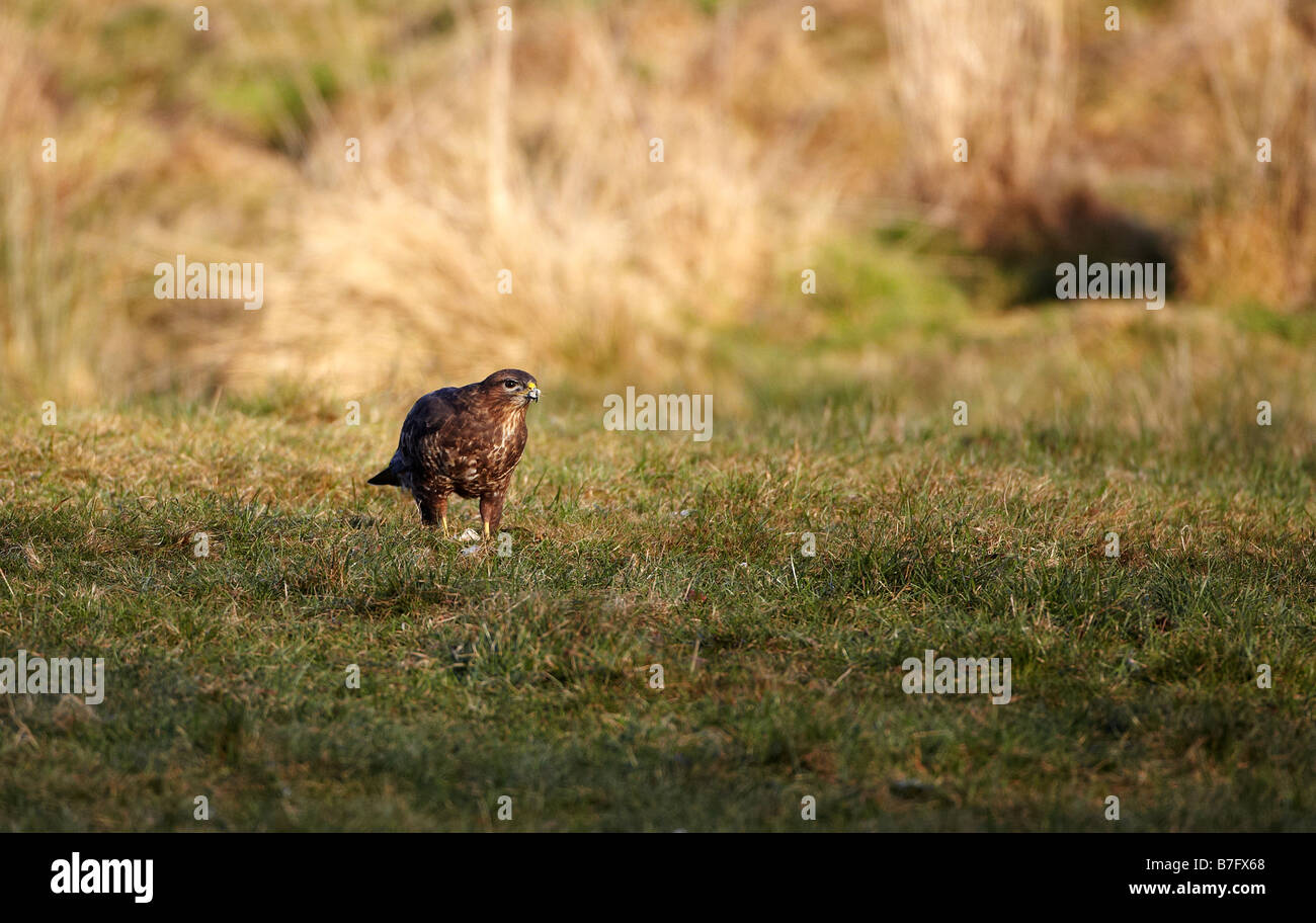 Aquilone rosso a Gigrin Farm, Rhayader, Wales, Regno Unito Foto Stock