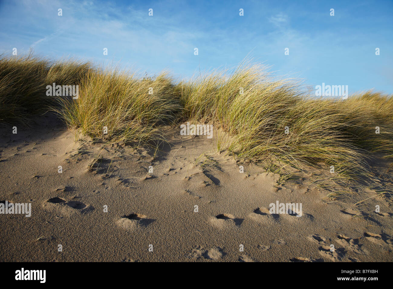 Marram Grass (Ammophila arenaria) sulle dune di sabbia in Port Eynon Bay, Gower, South Wales, Regno Unito Foto Stock
