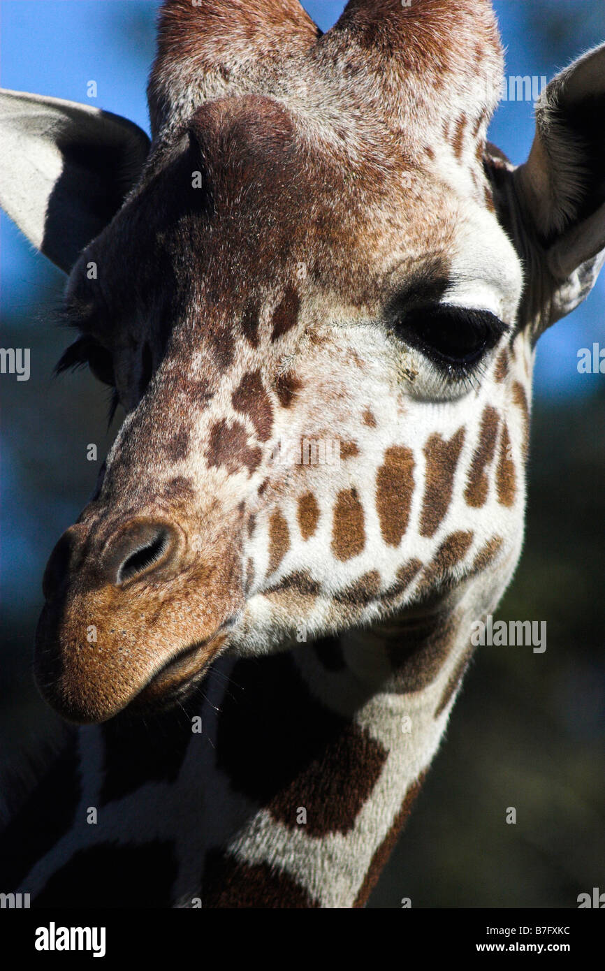 Un primo piano di un bambino Giraffa presso il New Orleans Audubon Zoo. Foto Stock