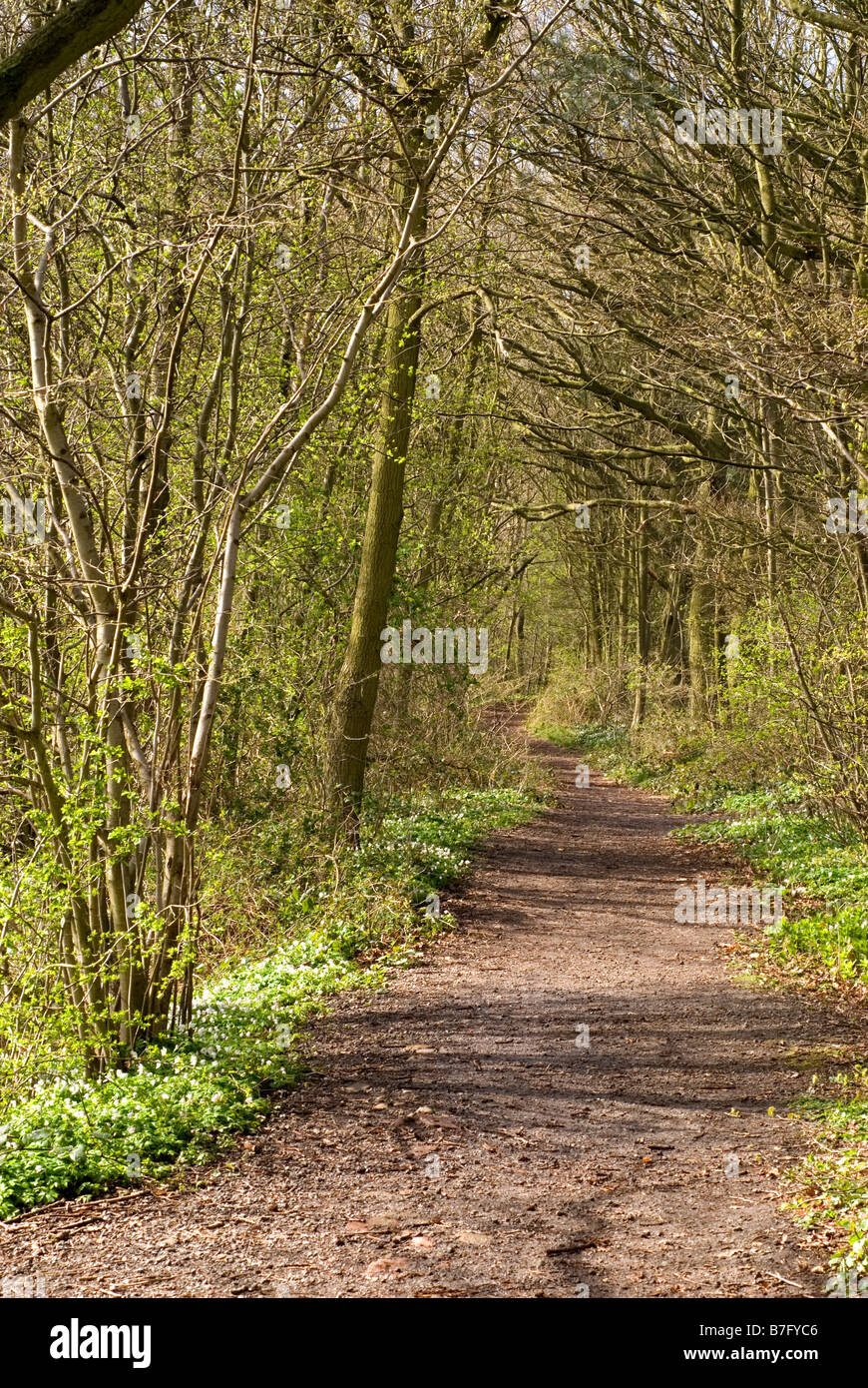 Sentiero attraverso caducifoglie bosco inglese in primavera Foto Stock