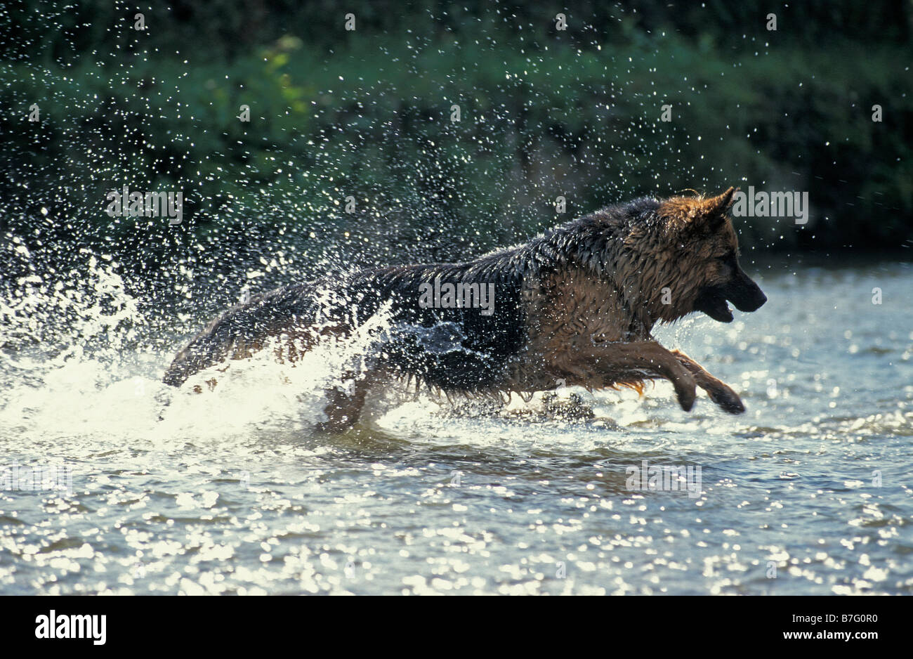 Berger allemand Deutscher Schaeferhund pastore tedesco Canis lupus familiaris in esecuzione attraverso acqua alsaziano animali Berger alle Foto Stock