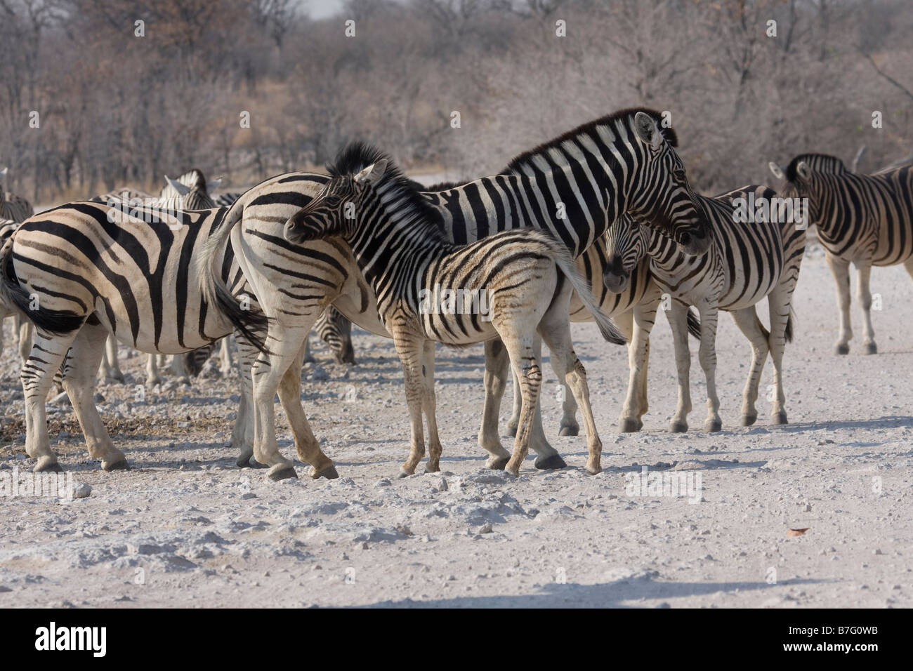 Zebra etosha national park namibia Foto Stock