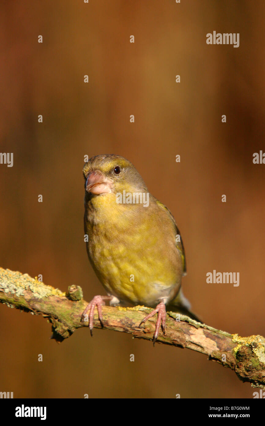Verdone carduelis chloris appollaiato sul ramo Foto Stock