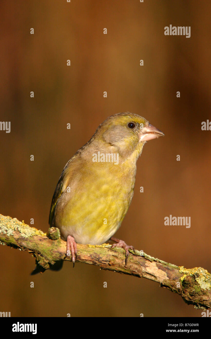 Verdone carduelis chloris appollaiato sul ramo Foto Stock