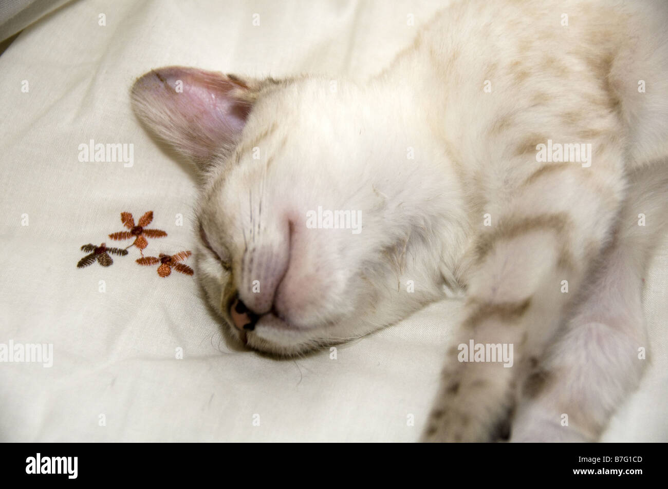 Un Bengala gattino dormire su un letto Foto Stock