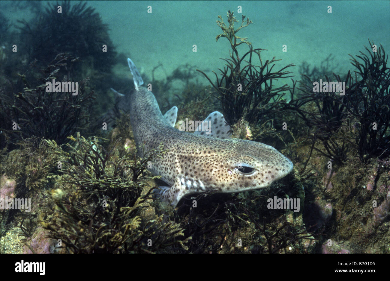Gattuccio o gattucci, Scyliorhinus canicula, giacente su una bassa scogliera rocciosa Foto Stock