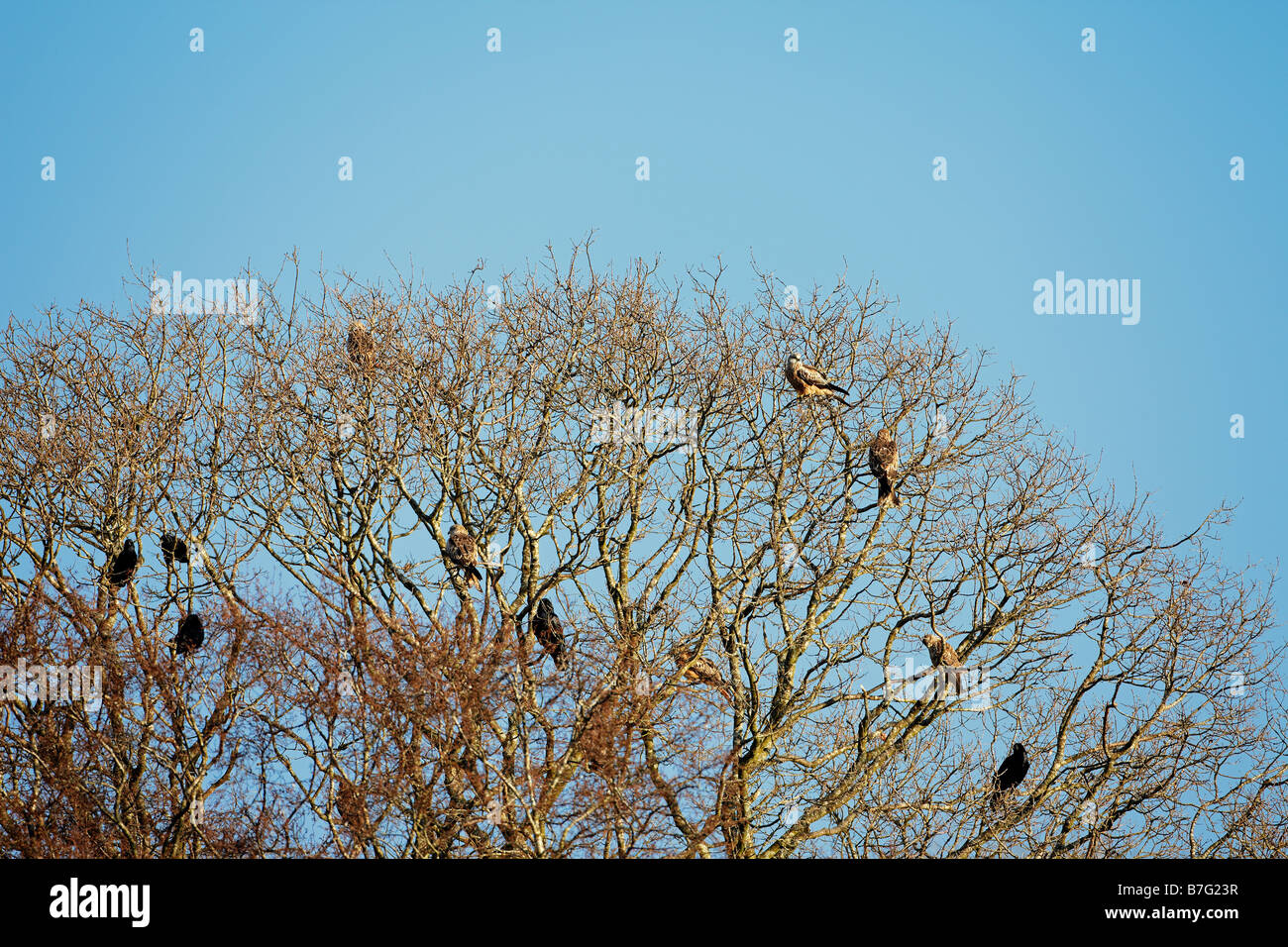 Red Kites e canta in un albero a Gigrin Farm, Rhayader, Wales, Regno Unito Foto Stock