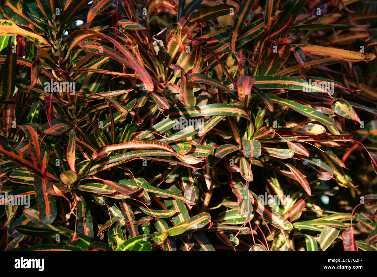 Croton Pianta, Codiaeum variegatum var pictum 'Golden Bell' Euphorbiaceae Foto Stock