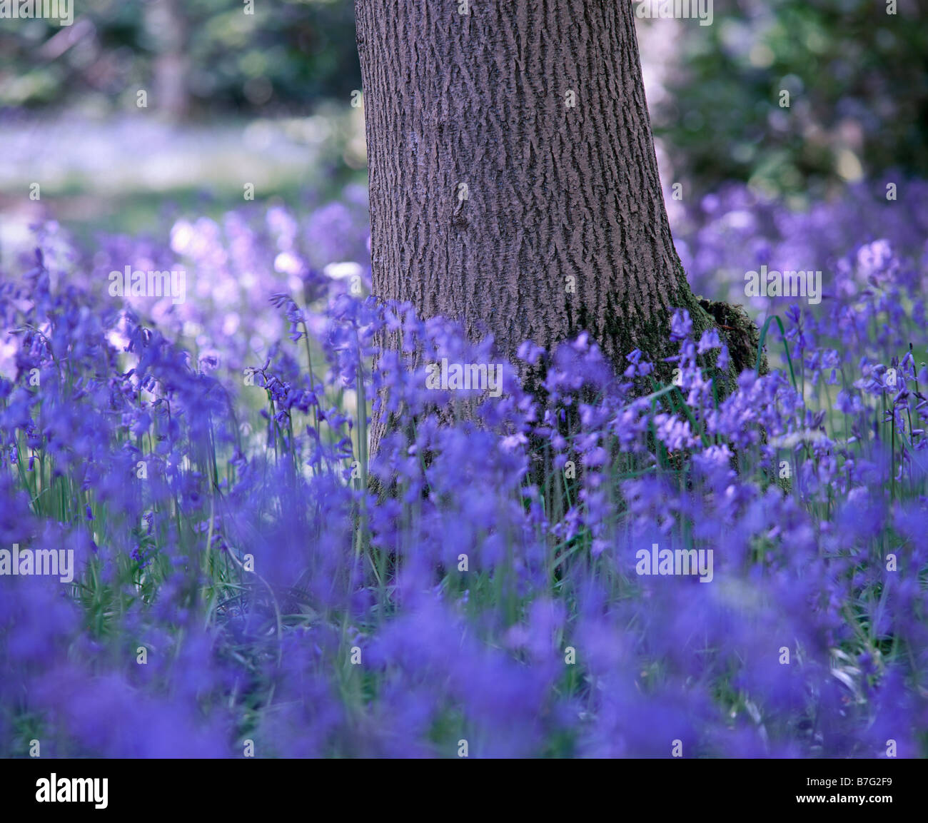 Bluebells e tronco di albero. Geilston giardino, vicino a Cardross. Argyll and Bute. La Scozia, Regno Unito. Foto Stock
