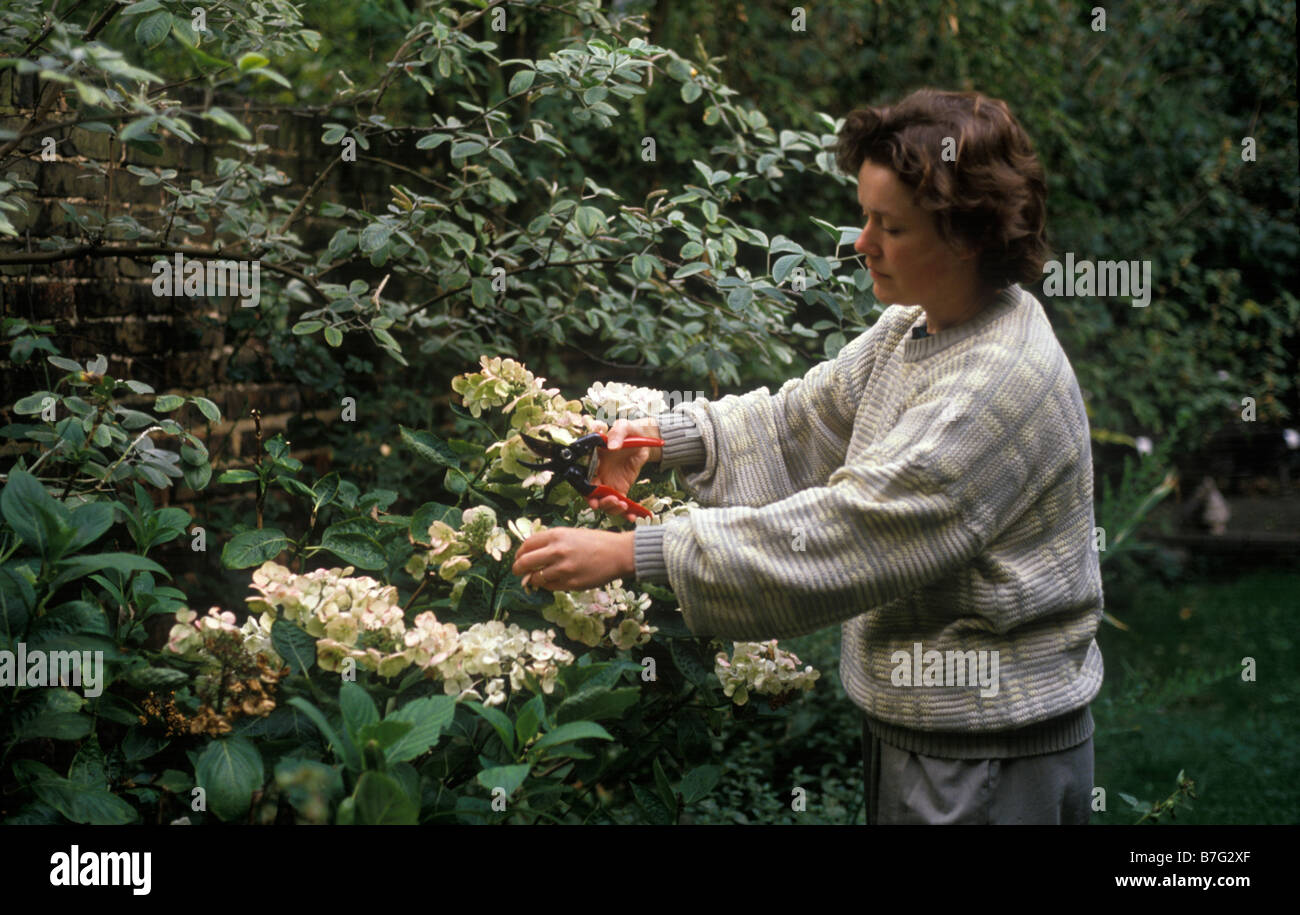 Donna giardinaggio utilizzando secateurs alla testa morta fiori Foto Stock