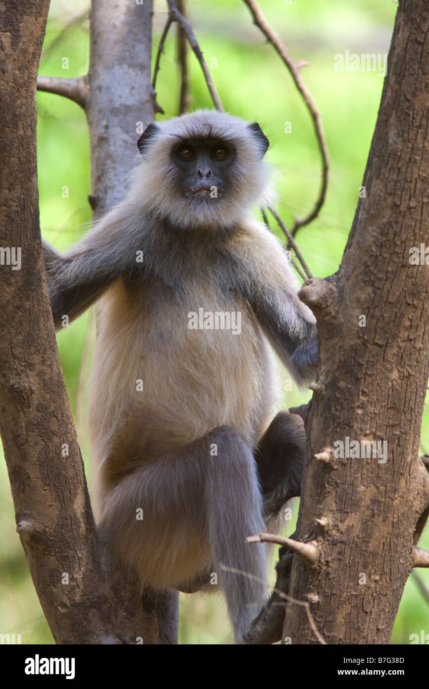 Hanuman Langur (Semnopithecus entellus) Monkey seduta nella struttura Ranthambhore Parco Nazionale di India Foto Stock