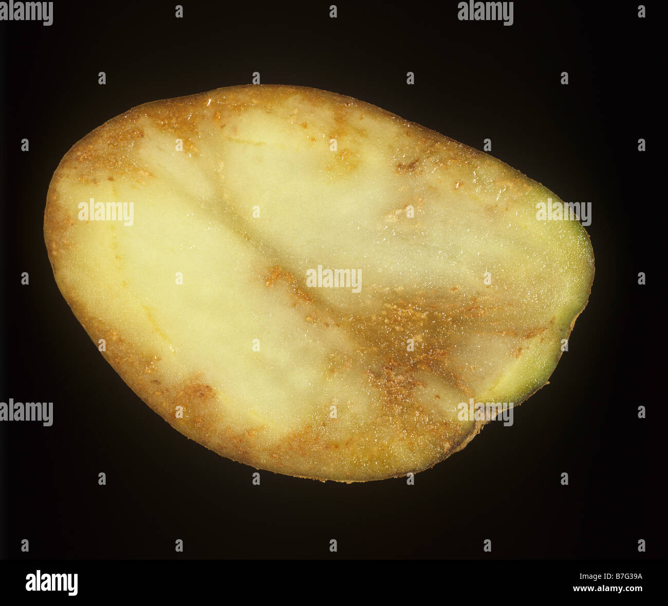 Potato late blight Phytophthora infestans carne danni nella sezione di patate Foto Stock