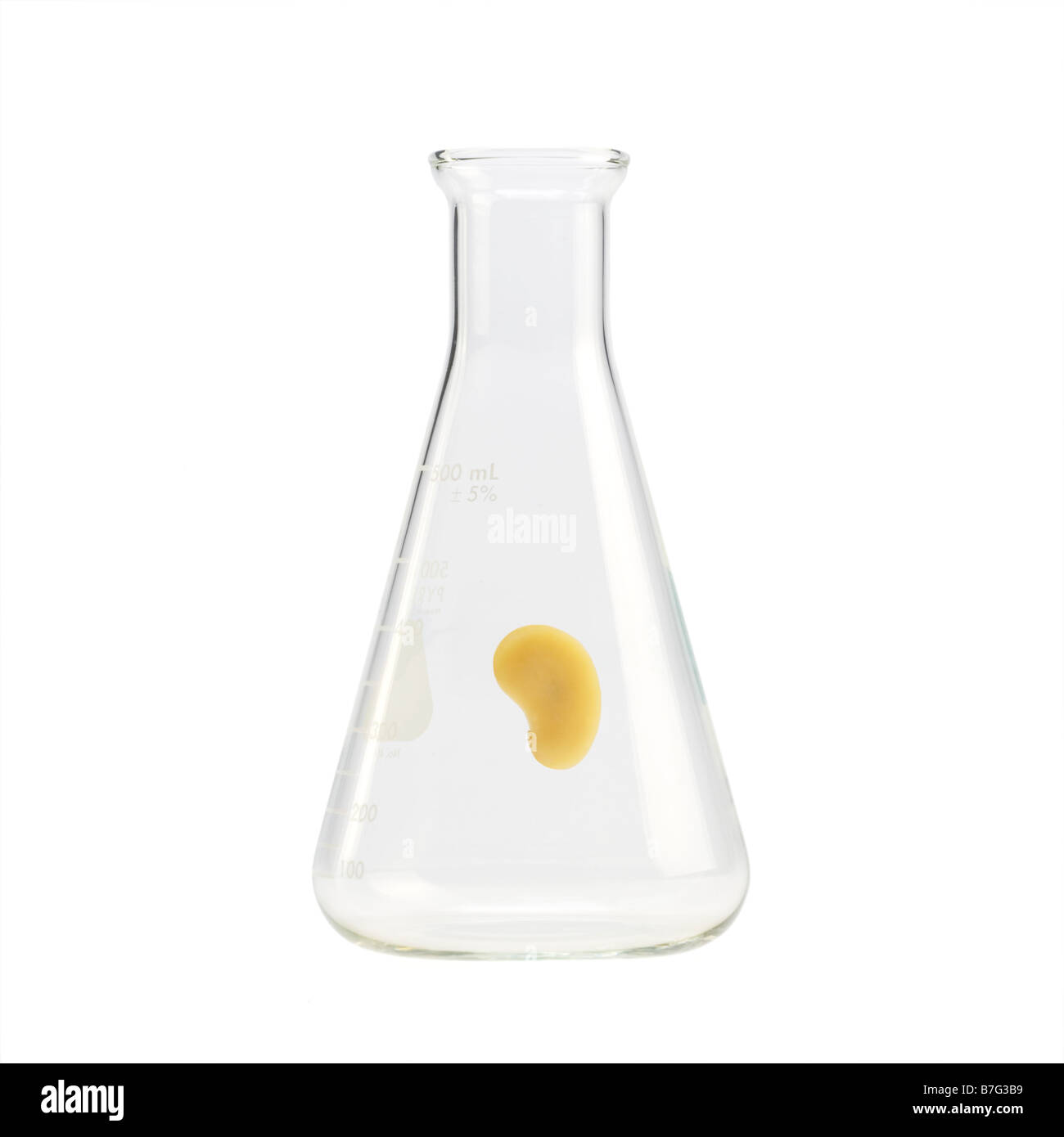 Seme giallo galleggianti in un matraccio di Erlenmeyer Foto Stock