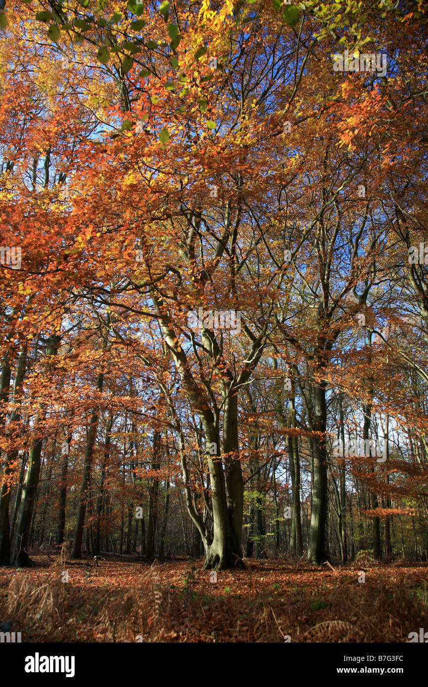 Alberi di pino Autunno colori bosco inglese Thetford Forest commissione forestale Breckland contea di Norfolk East Anglia England Regno Unito Foto Stock