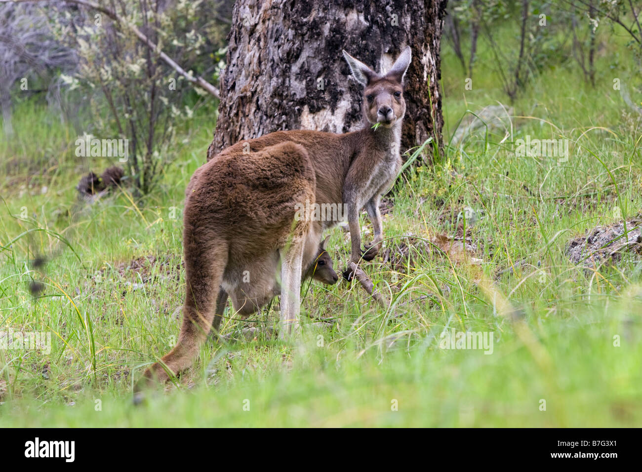 Grigio occidentale Canguro (Macropus fuliginosus) mangiare erba con un joey nella sua custodia. Walyunga National Park, Perth, W. Australia Foto Stock