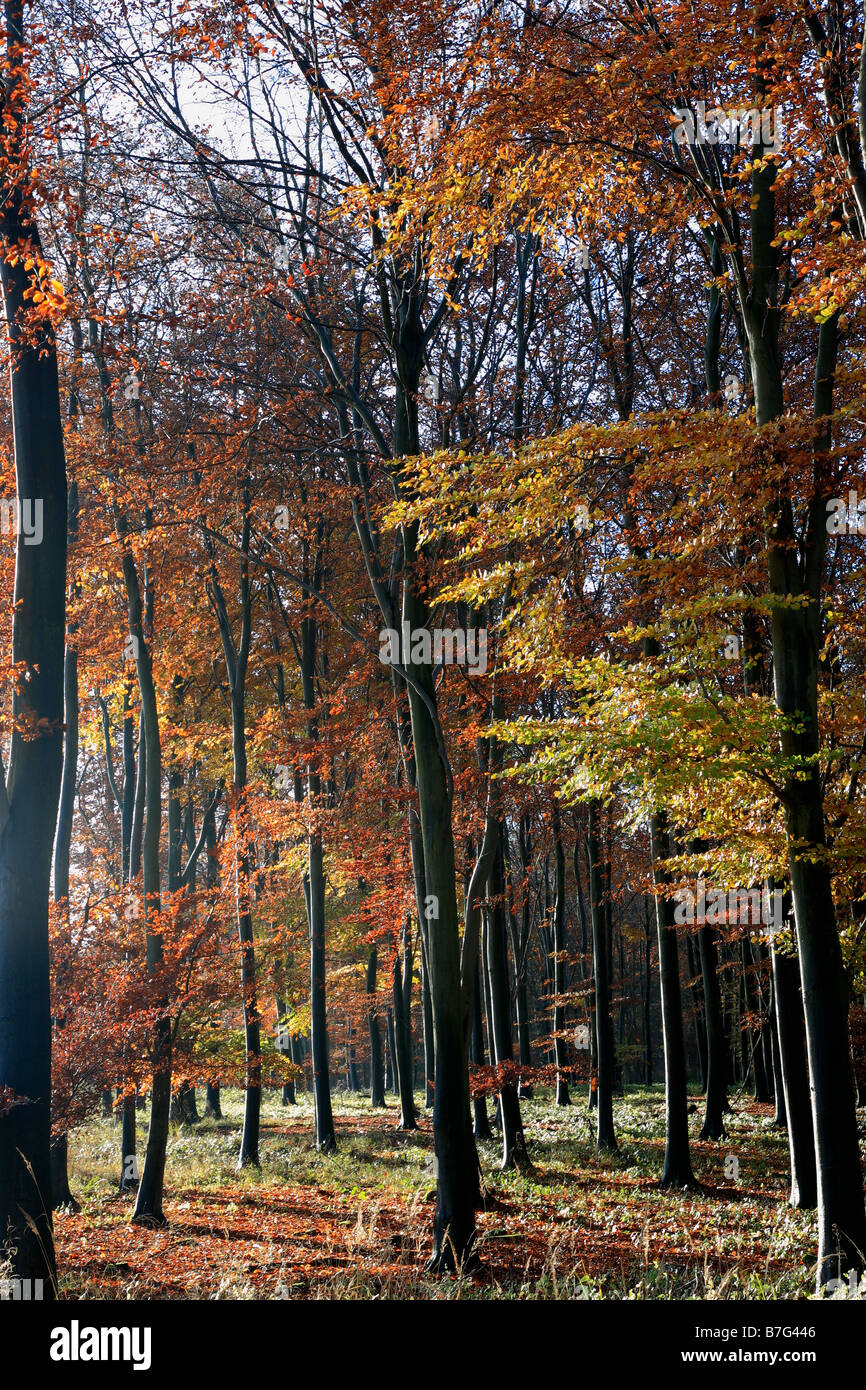 Alberi di pino Autunno colori bosco inglese Thetford Forest commissione forestale Breckland contea di Norfolk East Anglia England Regno Unito Foto Stock