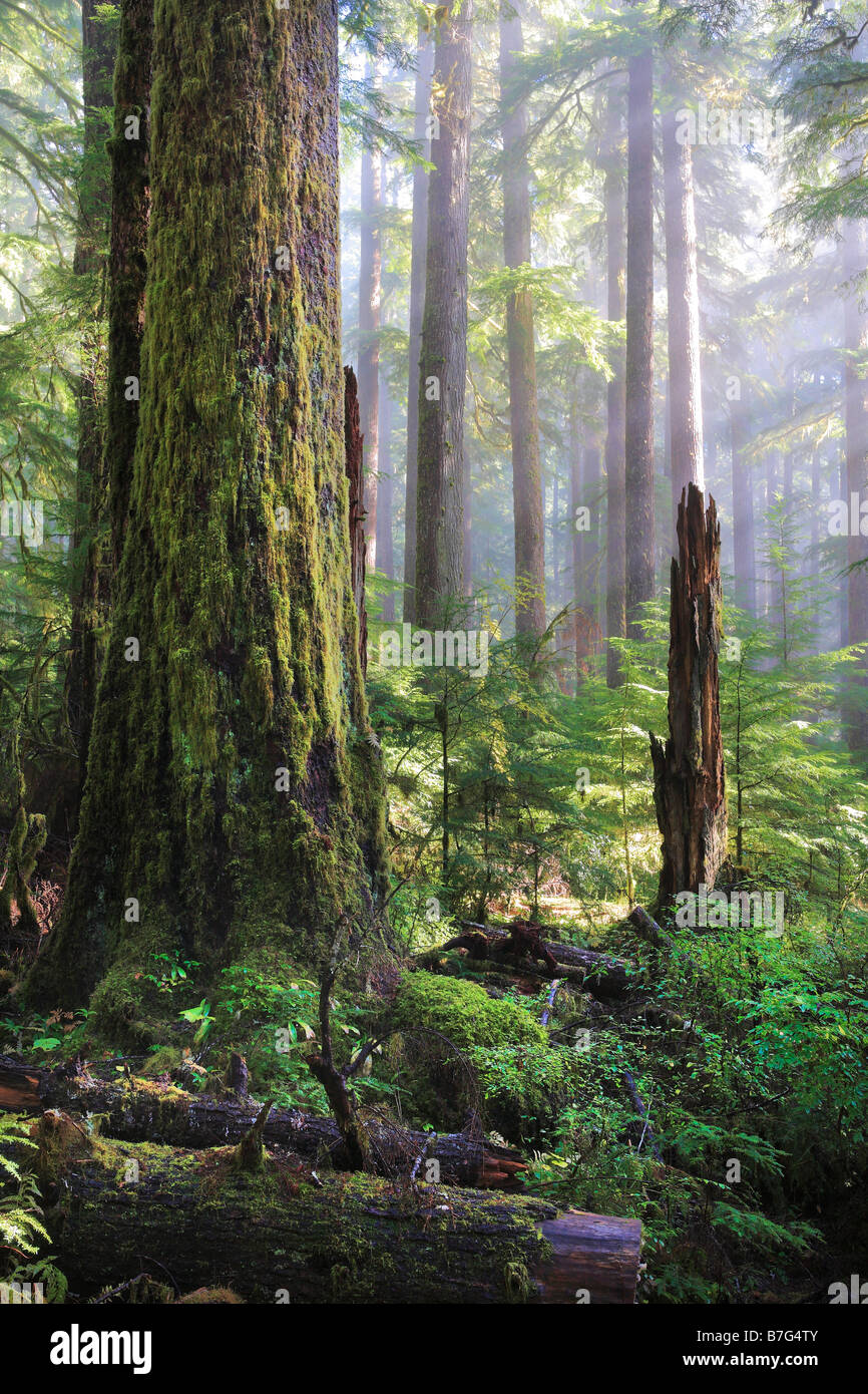 Foresta a Sol Duc rientra nel Parco Nazionale di Olympic, Washington Foto Stock