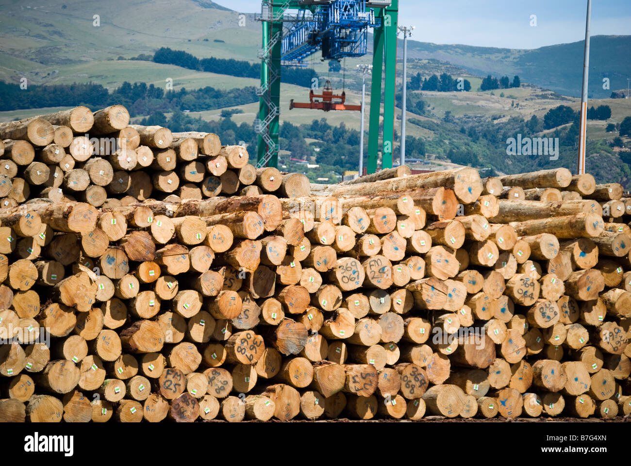 Pile di tronchi pronti per il caricamento di container Port, Lyttelton Harbour, Lyttelton, Penisola di Banks, Canterbury, Nuova Zelanda Foto Stock