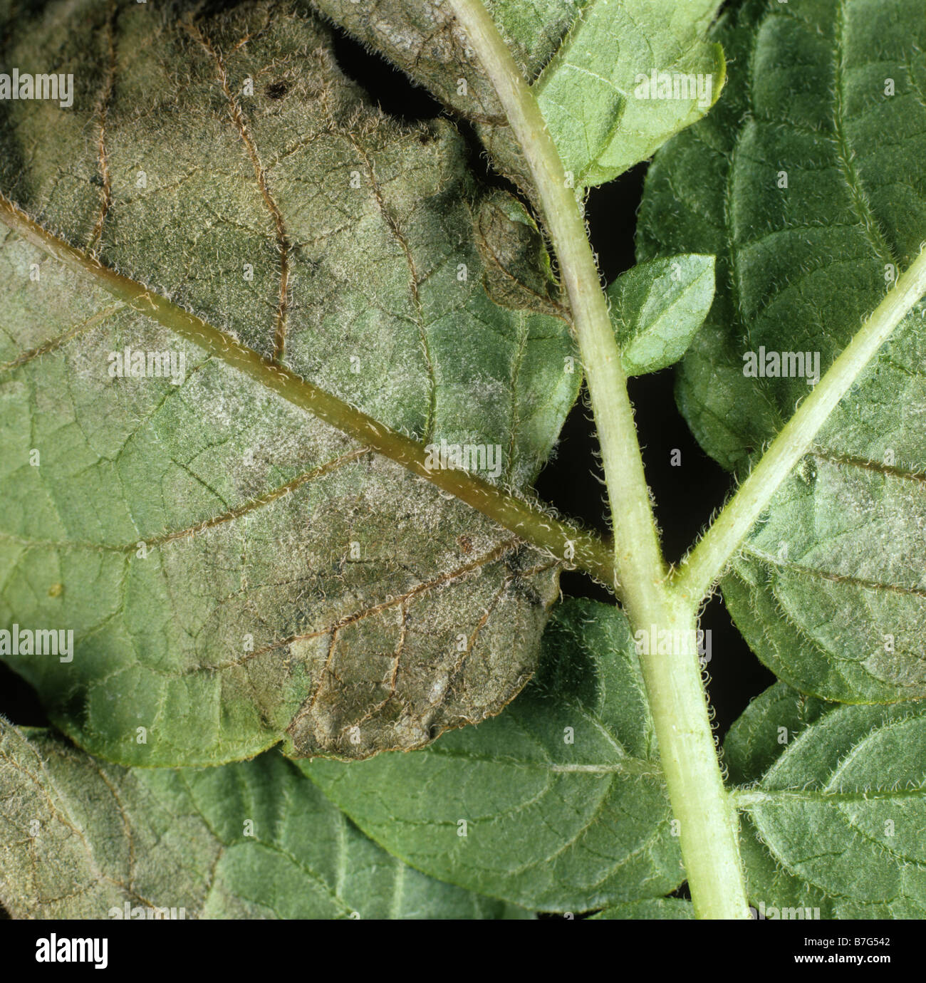 Potato late pblight Phytophthora infestans infezione e micelio sulla foglia sotto Foto Stock