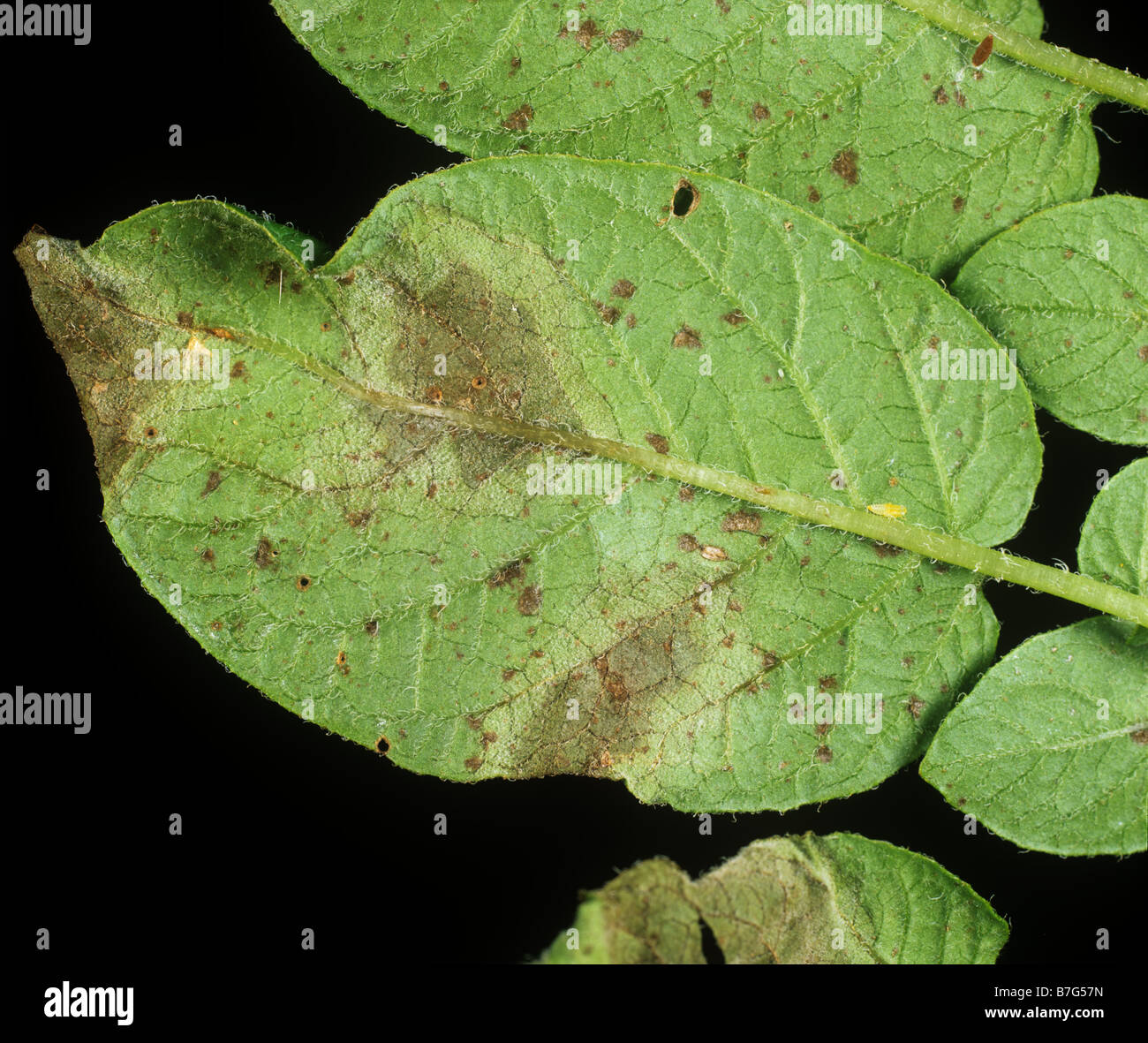 Potato late blight Phytophthora infestans il micelio su potato leaf lato inferiore Foto Stock
