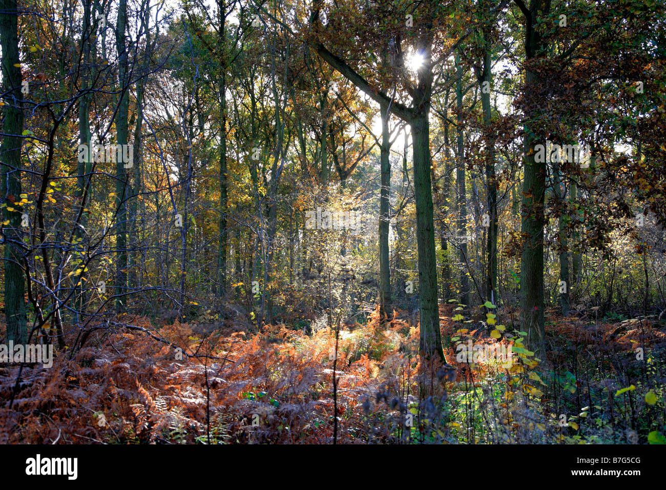Alberi di pino Autunno colori bosco inglese Thetford Forest commissione forestale Breckland contea di Norfolk East Anglia England Regno Unito Foto Stock