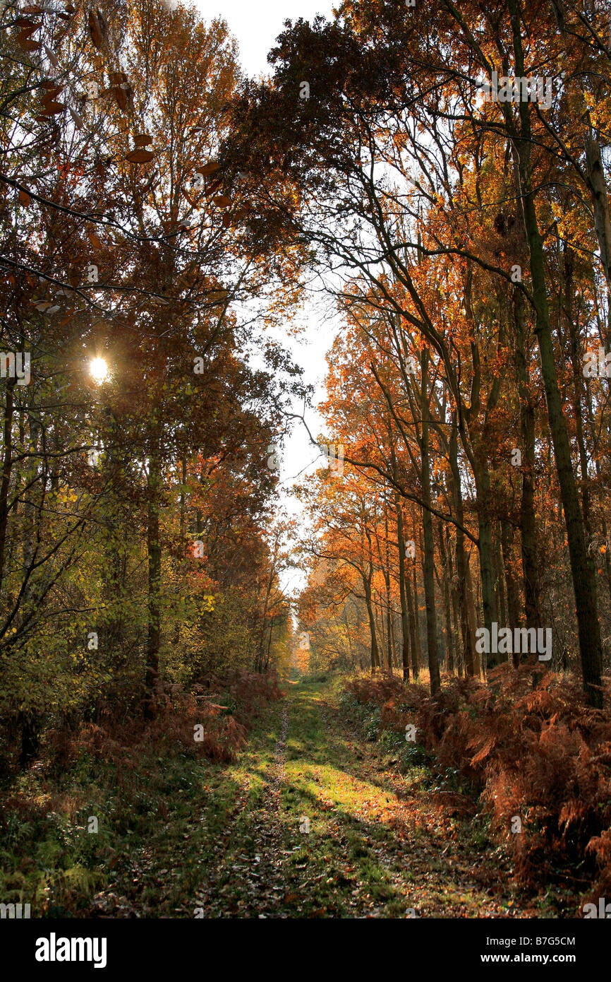 Alberi di pino Autunno colori bosco inglese Thetford Forest commissione forestale Breckland contea di Norfolk East Anglia England Regno Unito Foto Stock