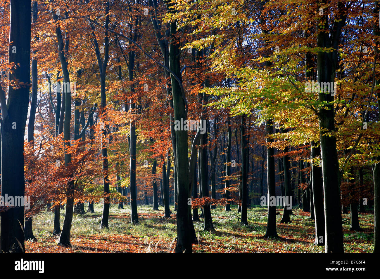 Alberi di pino Autunno colori bosco inglese Thetford Forest commissione forestale Breckland contea di Norfolk East Anglia England Regno Unito Foto Stock