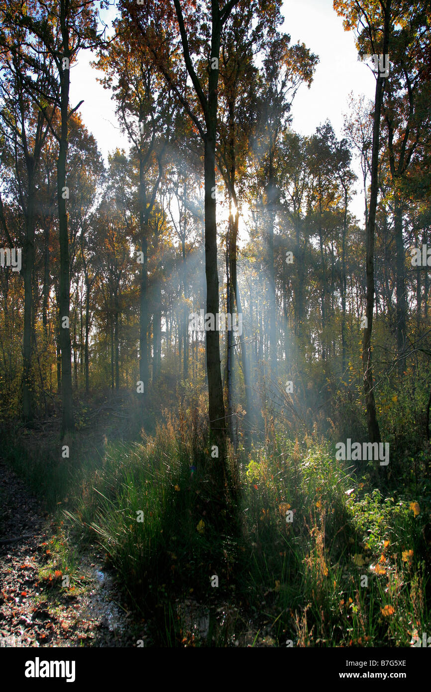 Alberi di pino Autunno colori bosco inglese Thetford Forest commissione forestale Breckland contea di Norfolk East Anglia England Regno Unito Foto Stock