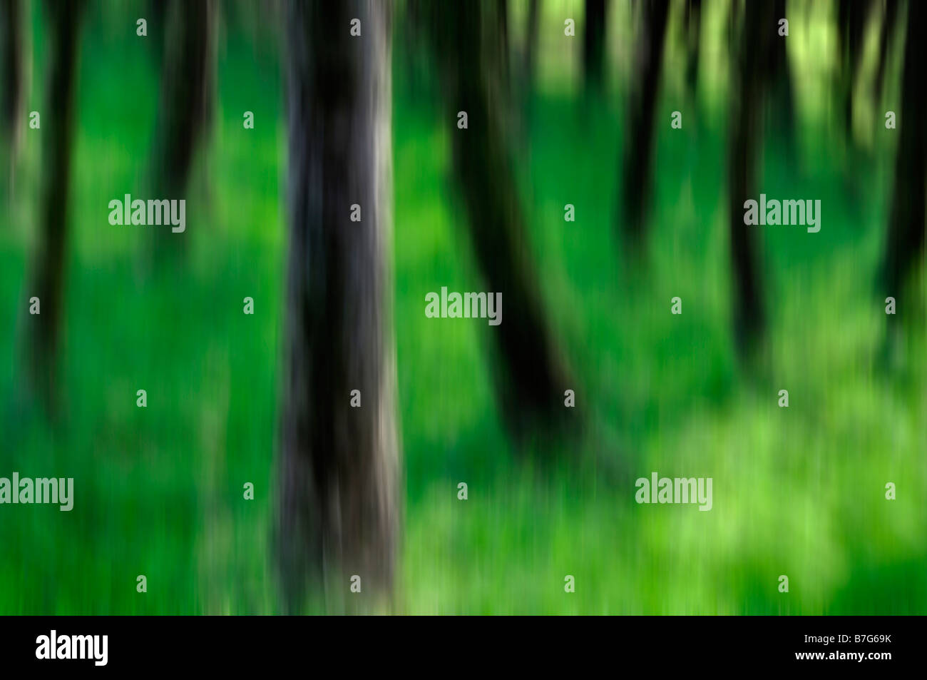 Tronchi di alberi ed erba verde Gradbach Peak District (intenzionale di movimento della telecamera) Foto Stock