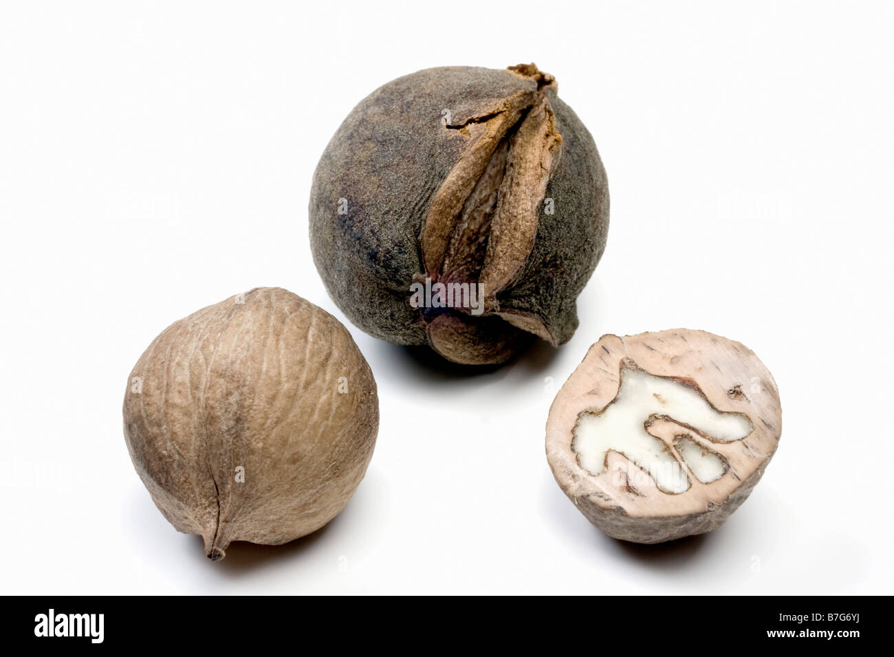 Hickory Carya dadi Foto Stock