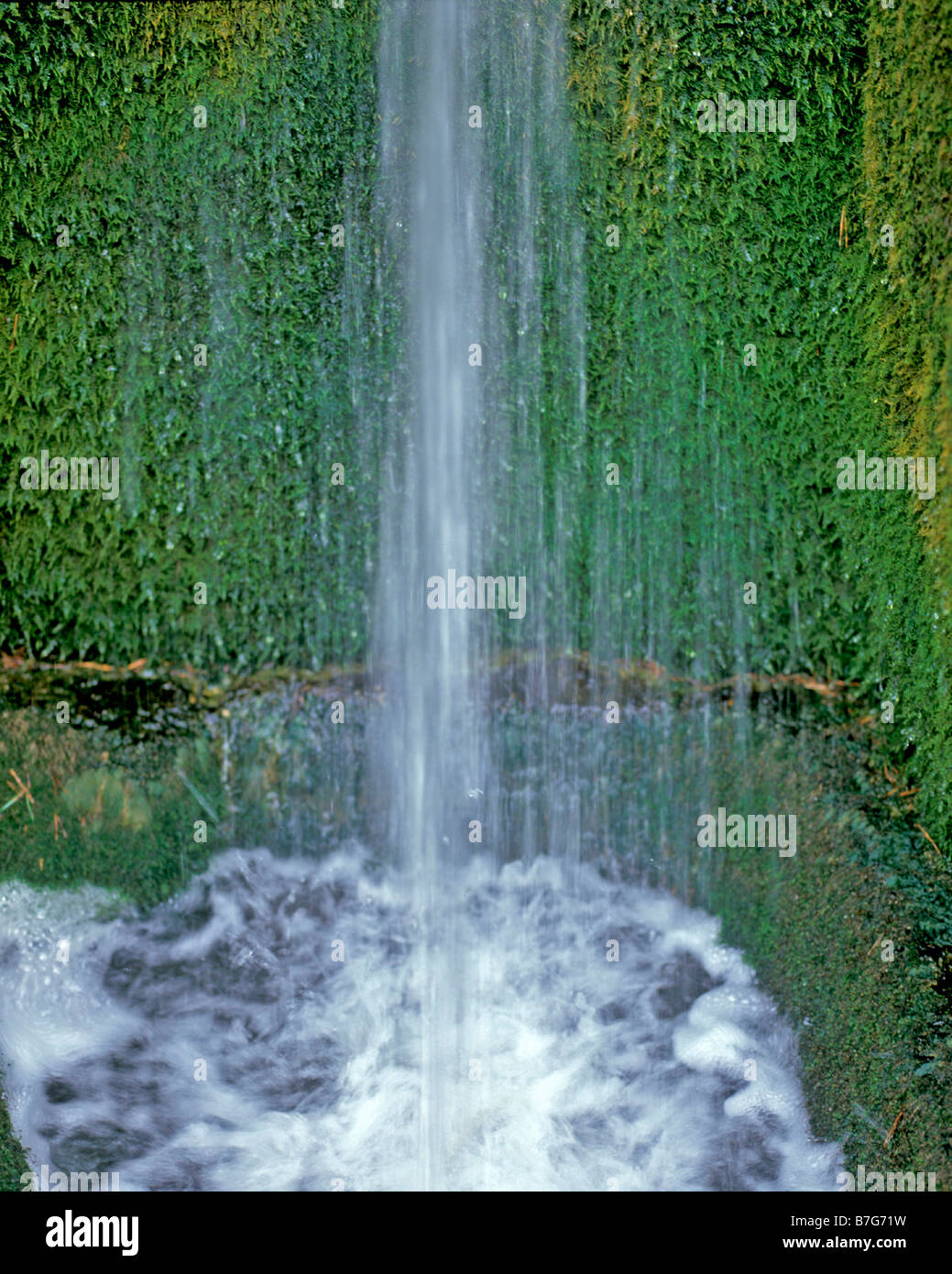 Cascata di bosco con sfondo di conifere Foto Stock