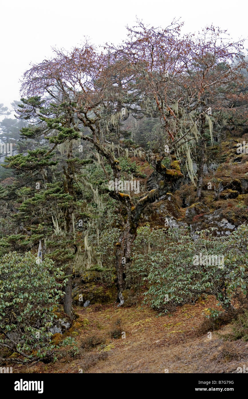 Percorso panoramico di Khumjung villaggio nel distretto di Solukhumbu nella zona di Sagarmatha del nord est del Nepal Foto Stock