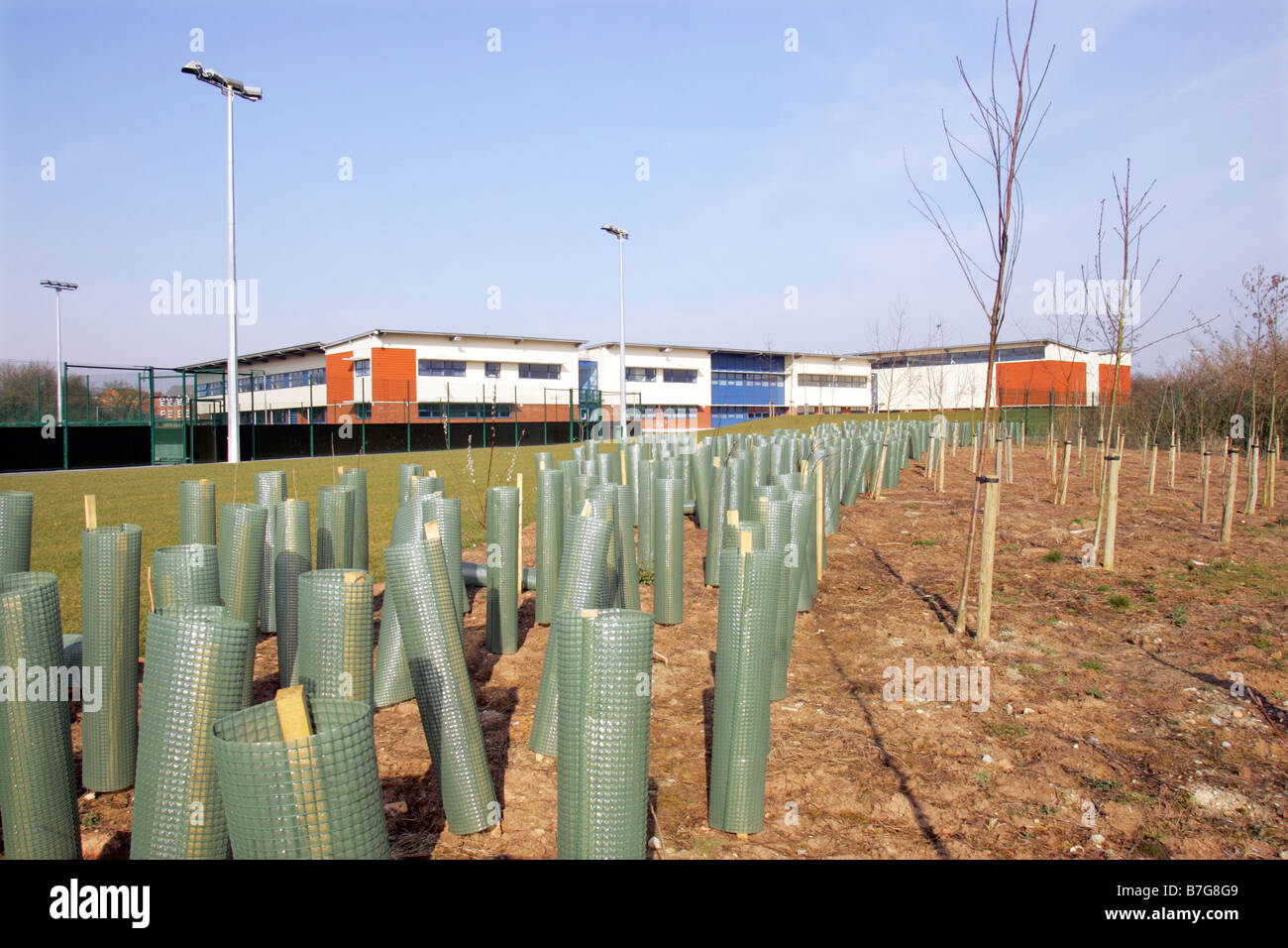 I nuovi alberi piantati in terreni di una nuova scuola come parte della scuola di politica sostenibile Foto Stock