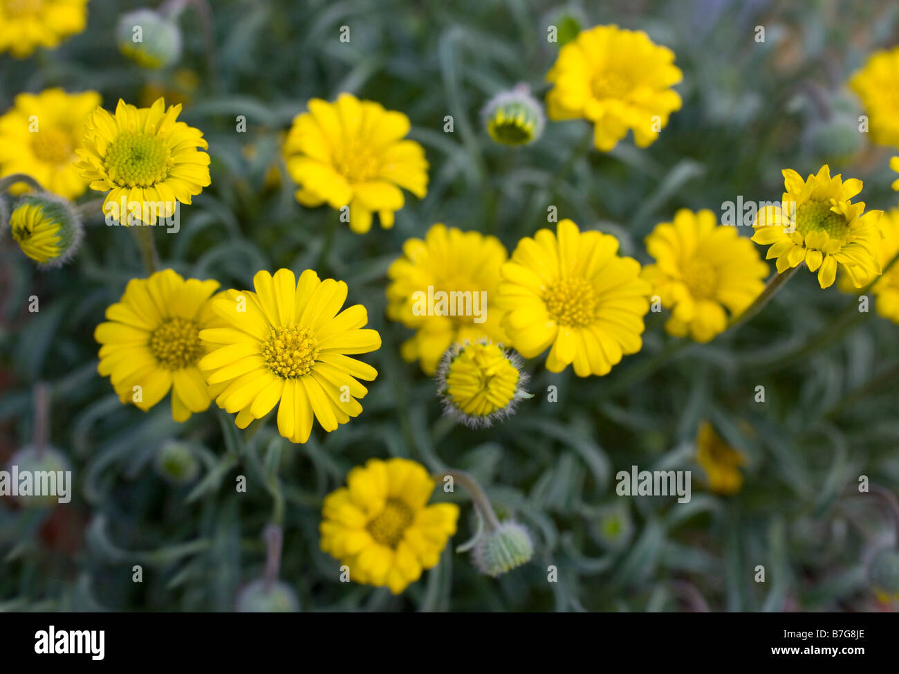 Erigeron Chrysodiopsis Grand Ridge fiori Foto Stock