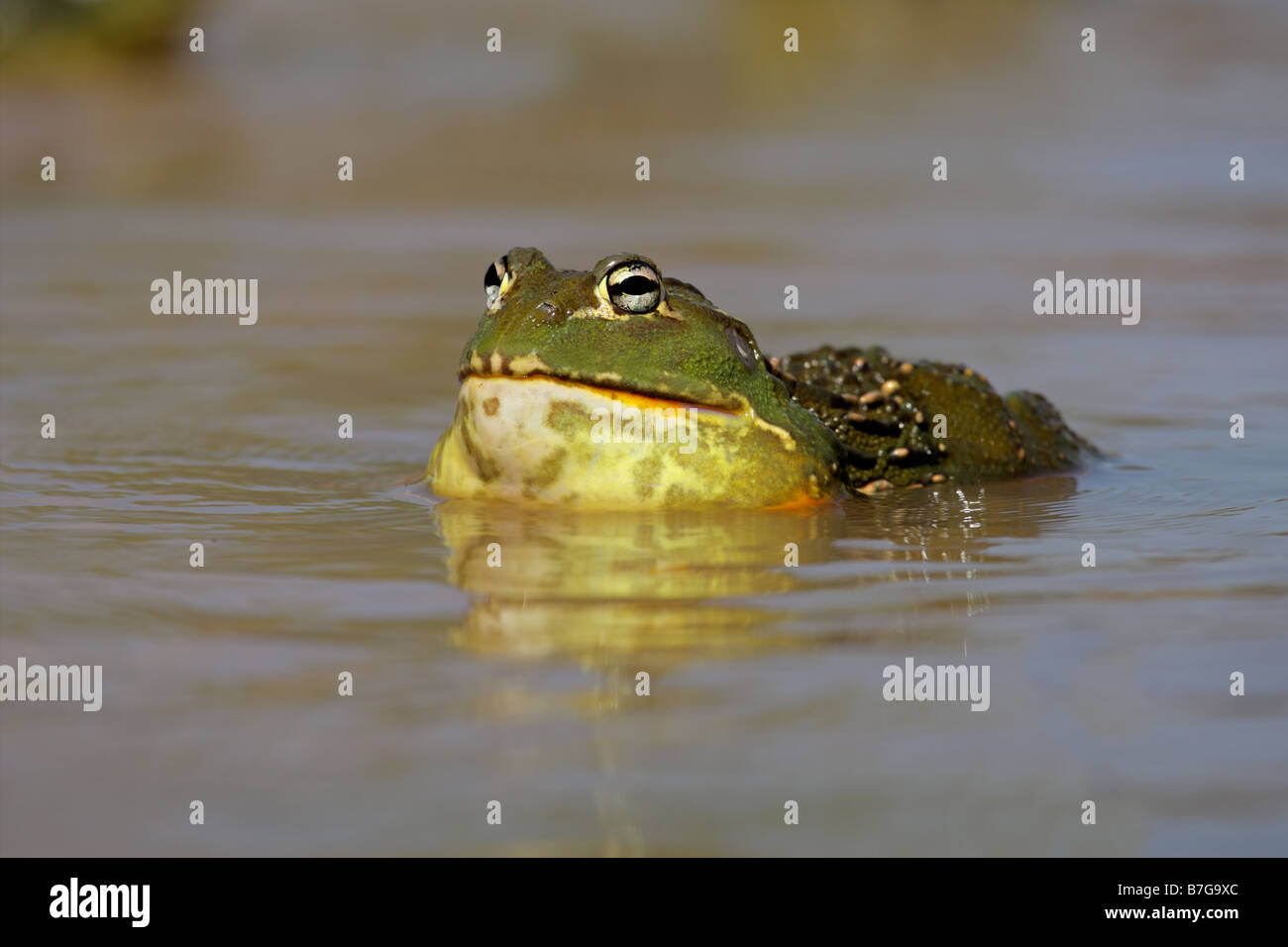Maschio gigante africano bullfrog (Pyxicephalus adspersus) attivo in acqua poco profonda durante l'estate stagione riproduttiva, Sud Africa Foto Stock