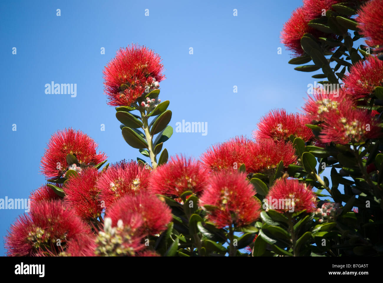 Nativo di albero Pohutukawa fiori, Redcliffs, Christchurch, Canterbury, Nuova Zelanda Foto Stock